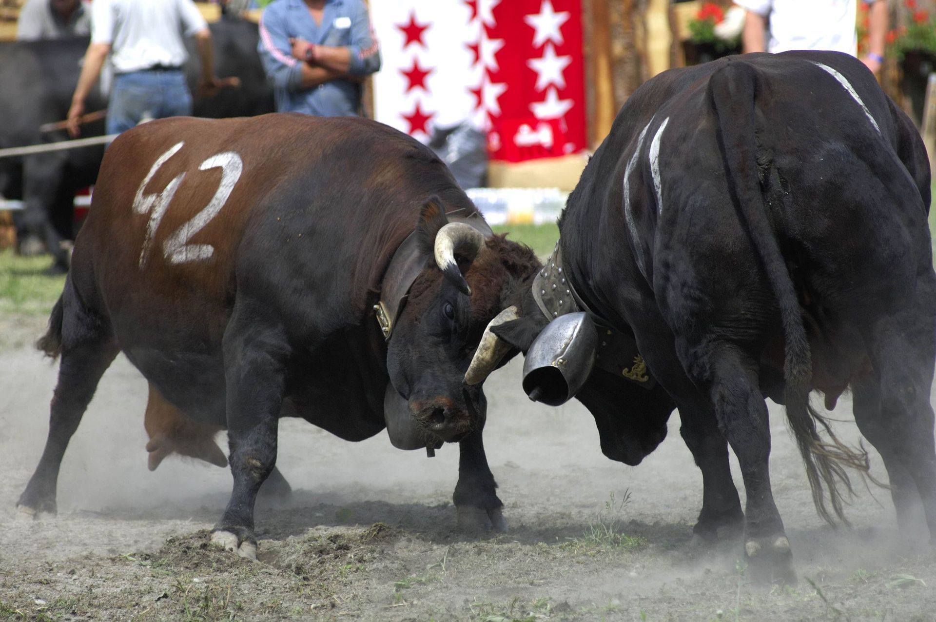Combat de reines en Valais